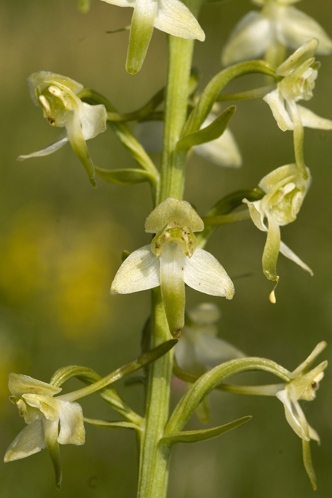 Platanthera clorantha